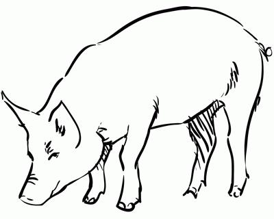 how to draw a pig in a phased manner with a pencil