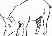 How to draw a pig beautiful, and most importantly, believable.