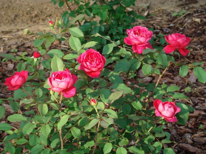 grade rose Benjamin Britten