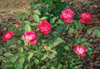 Benjamin Britten (rose): description, reviews