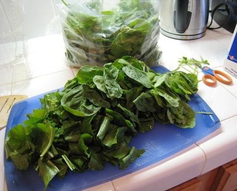 how to make sorrel for the winter