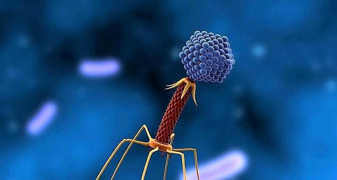 bacteriófago pica