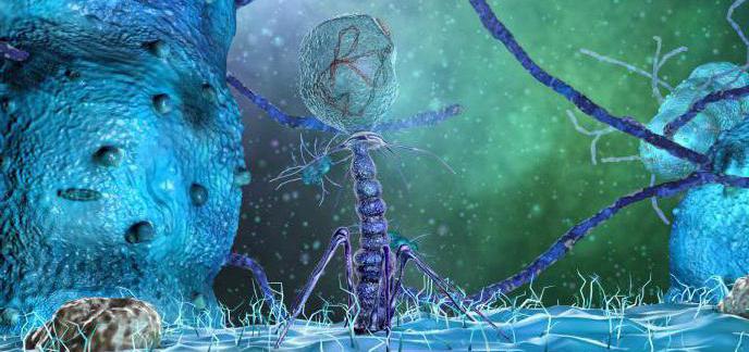 bacteriófago pica la instrucción