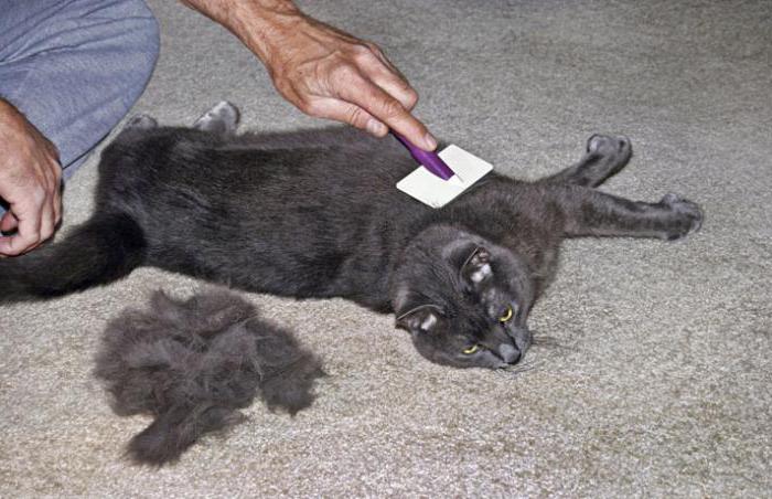 еозинофільна гранульома кішок передається людині