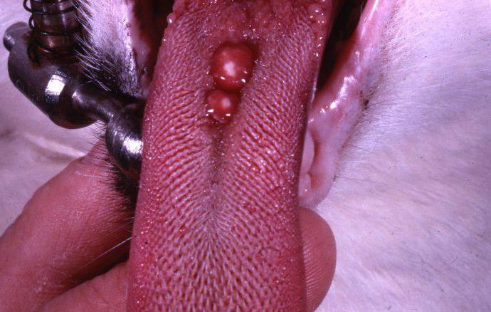 eosinophilic granuloma in cats lorinden