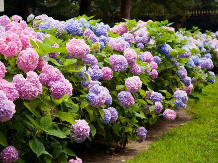 how to care for hydrangea cottage