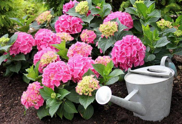 how to care for a hydrangea paniculata in the country