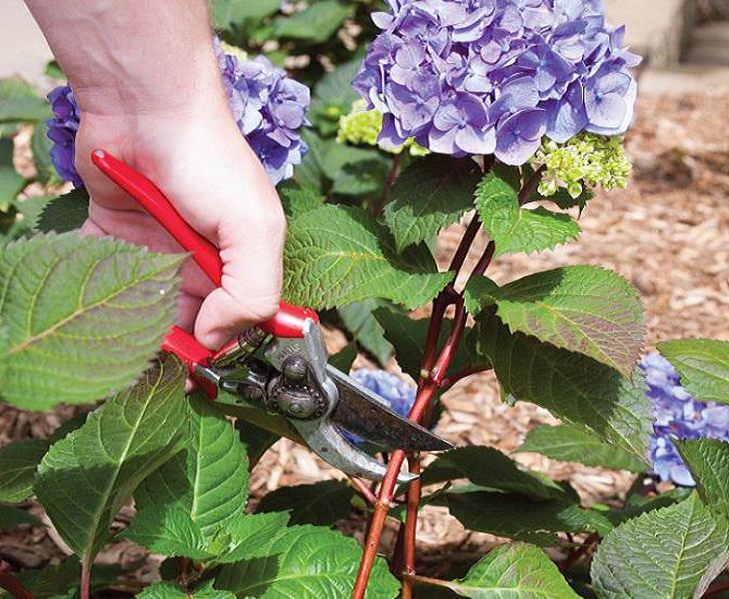 how to grow and care for hydrangea cottage
