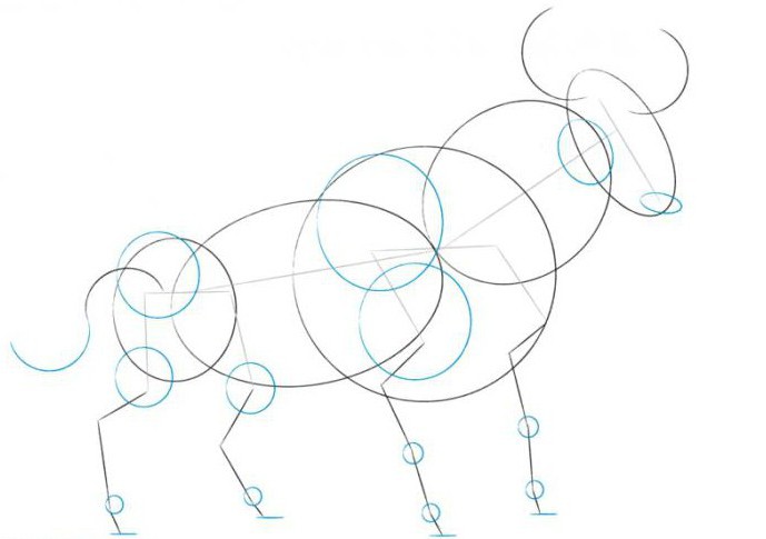 cómo dibujar el toro por etapas