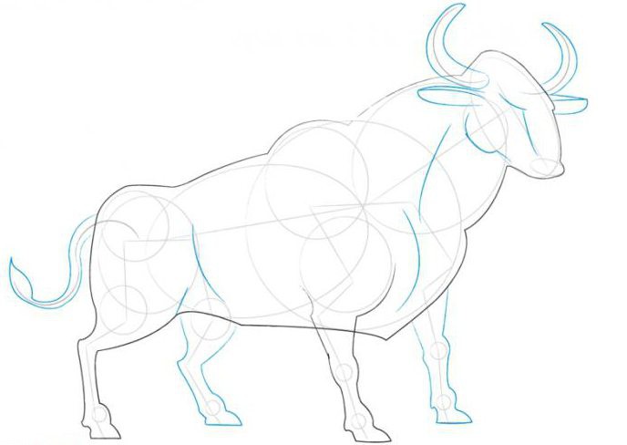 how to draw a bull