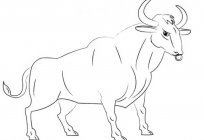 How to draw a bull - hero of the Spanish bullfighting?