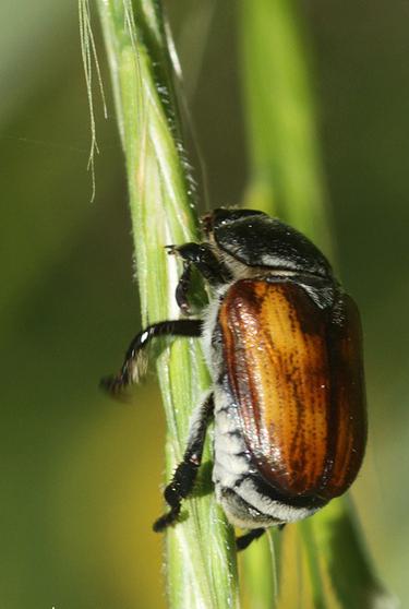 Bread Beetle