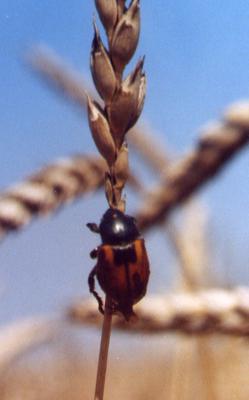 escarabajos кузьки plagas