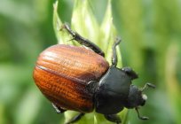 Beetle Kuzka: description of development protection measures against insect