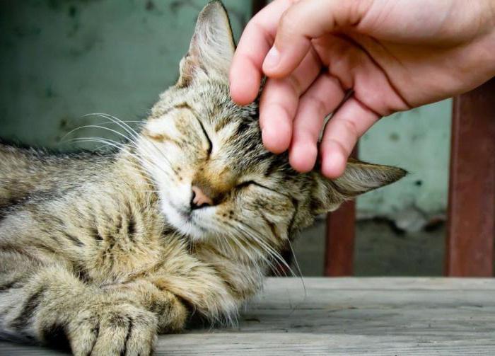Katzen heilen Menschen