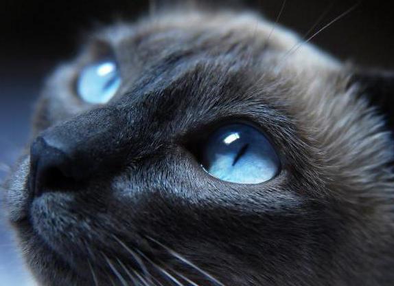 die Rasse der blauen Katzen mit blauen Augen