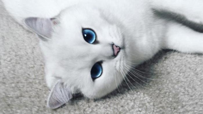 welche Katzenrassen mit blauen Augen