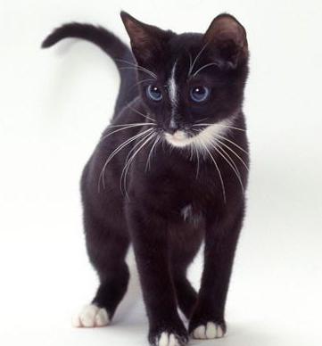 schwarze Katze mit blauen Augen Rasse