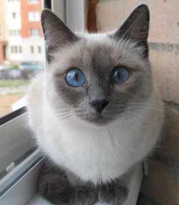 die Rasse der schwarzen Katzen mit blauen Augen