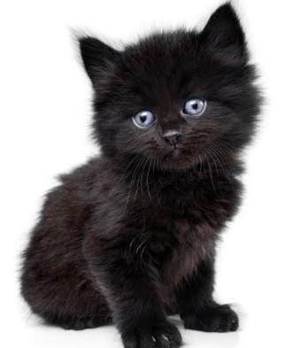 cins kedi büyük mavi gözleri ile