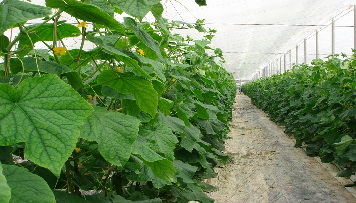 la tecnología de cultivo de pepinos