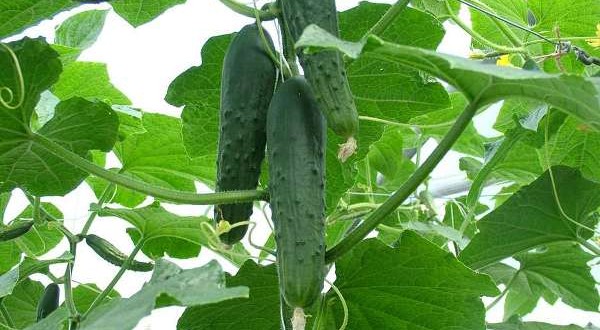 caring for cucumbers