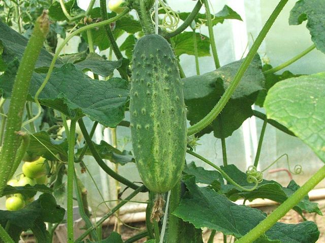growing cucumbers right
