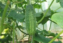 Технологія вирощування огірків у відкритому грунті