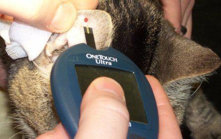 diabetes in cats symptoms and treatment