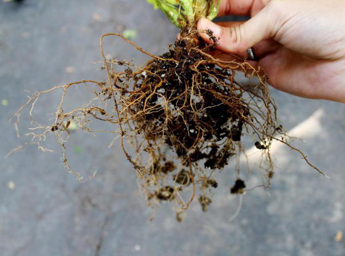 geranium крупнокорневищная sadzenie i pielęgnacja