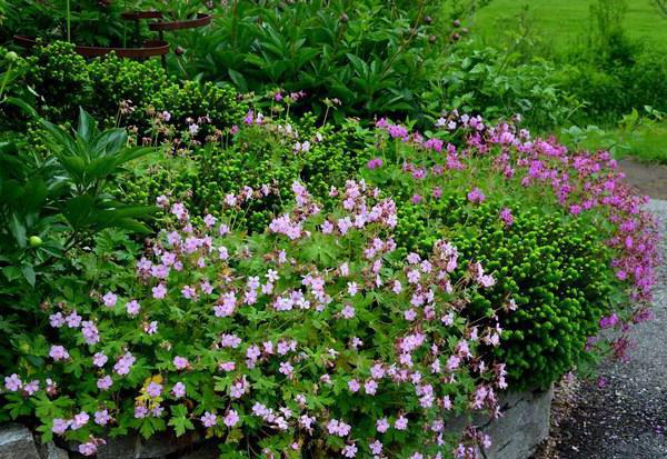 geranium крупнокорневищная spessart