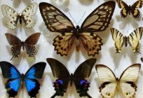 Borboleta mundo. Os nomes de borboletas e sua descrição
