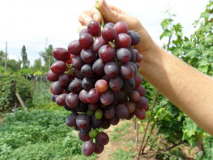 la variedad de uva hermosura de nikopol