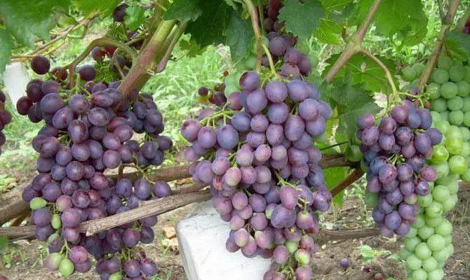 beauty Nikopol grapes description
