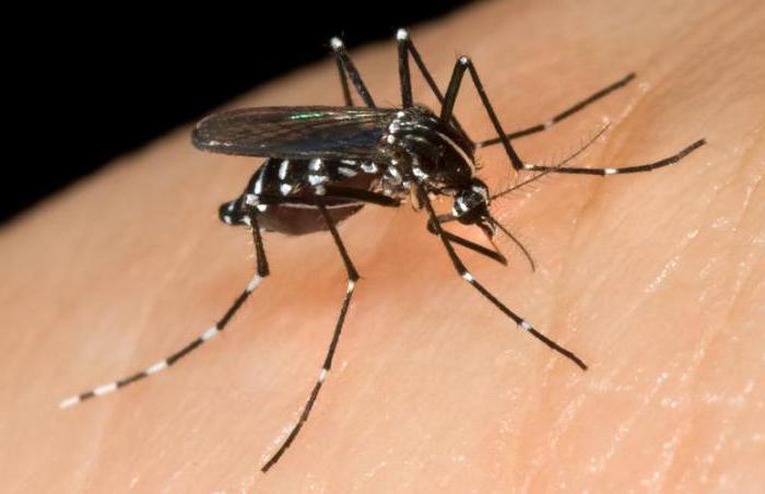 odstraszacz komarów na ulicy