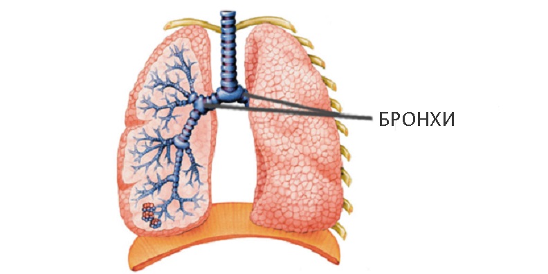 the best expectorant for bronchitis