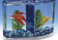 Funny and beautiful bettas-fish. Contents Betta at home
