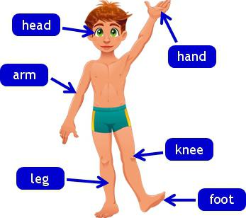 أجزاء الجسم في اللغة الإنجليزية