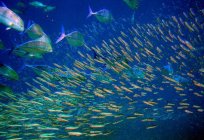 A ciência sobre os peixes - ихтиология