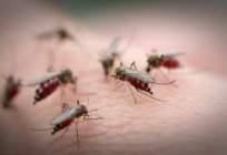 Als die Mücken verscheuchen? Фумигаторами und Mobiltelefonen