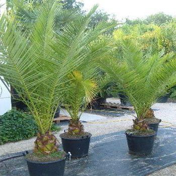 tohum palmiye