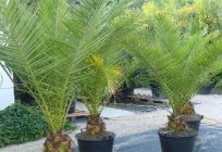 How to grow date palm from seeds?