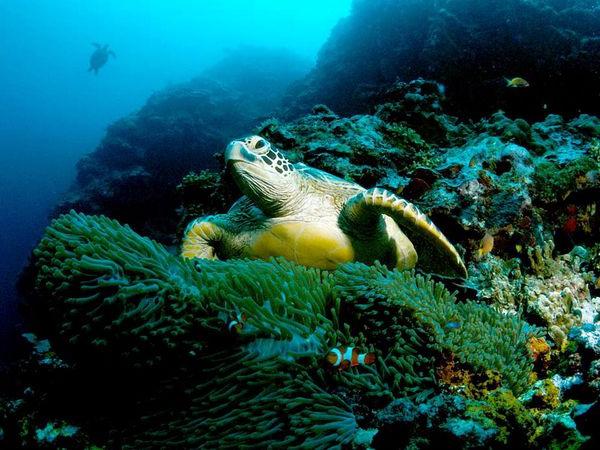 zielony żółw morski