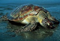 Daha ünlü yeşil deniz kaplumbağası?