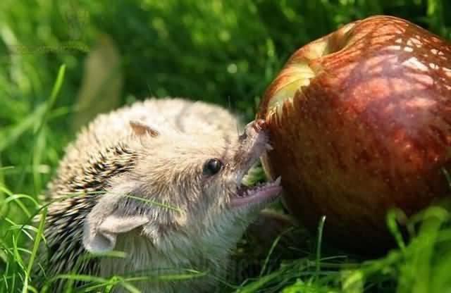 їжаки їдять яблука