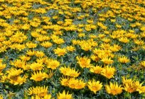 Квіти газанія: фото і опис, посадка і догляд