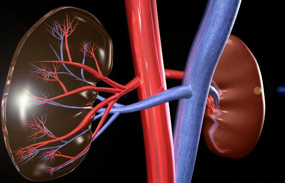 腎臓の動脈を結ぶ