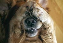 Чого бояться собаки: причини і корисні поради, які допомагають боротися з фобіями
