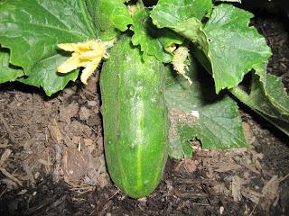 variety of cucumbers sectional