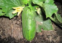 Cucumber Bush: characteristics and varieties